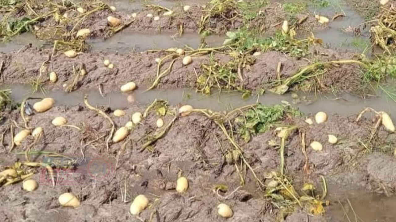 হঠাৎ বৃষ্টিতে আলুর ব্যাপক ক্ষতি, সবচেয়ে বেশি ক্ষতিগ্রস্ত মুন্সিগঞ্জ