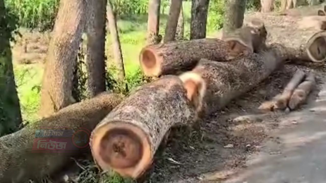 খাল খননের আড়ালে সরকারি গাছ কাটার অভিযোগ, তোলপাড় বোয়ালমারীতে